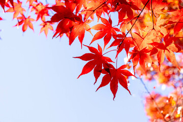 美しく紅葉したカエデの葉のクローズアップ