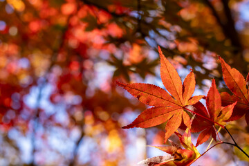 美しく紅葉したカエデの葉のクローズアップ