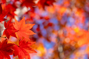 美しく紅葉したカエデの葉のクローズアップ