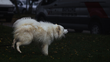 samoy&egrave;de aux aboies