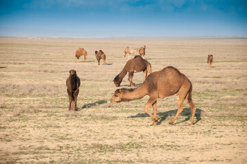 Naklejka premium Camels on the way are looking for fresh grass to eat, graze in the steppes, heat, drought, Kazakhstani steppes.