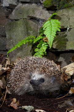 Europ&auml;ischer Igel (Erinaceus europaeus) - Braunbrustigel, Westeurop&auml;ischer Igel, Westigel // European hedgehog
