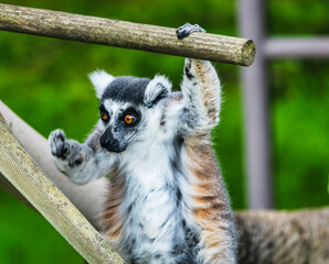 Lemur catta close-up in natural habitat. Animal protection concept