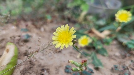 close up of yellow flower with blur background