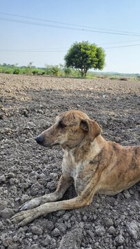 close up portrait of wild dog seating on the ground 