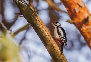 Great spotted woodpecker - Dendrocopos major