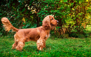 A red cocker spaniel dog stands sideways against the background of green bushes in the park. The dog is looking intently at something. Hunter. The dog has fluffy fur. The photo is blurred.