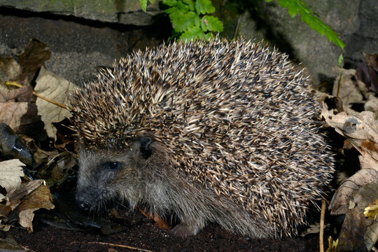 Europ&auml;ischer Igel // European hedgehog (Erinaceus europaeus)