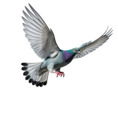 Fototapeta premium Flying pigeon isolated on transparent background
