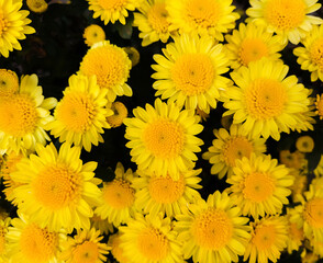Yellow flowers. In the garden on a sunny day.
