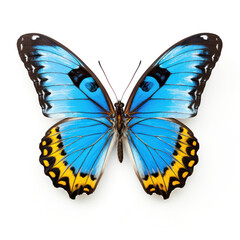 Bright Blue Butterfly Isolated on Clean White Background