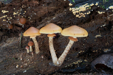 Deadly poisonous mushroom Galerina marginata on the wood. Known as Deadly Galerina, Funeral Bell or autumn skullcap. Wild mushrooms in floodplain forest.