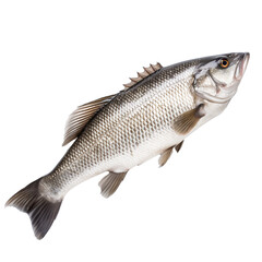 Barramundi fish isolated on white