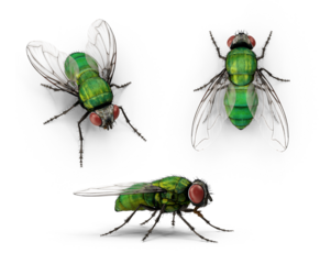 green bottle fly on transparent background