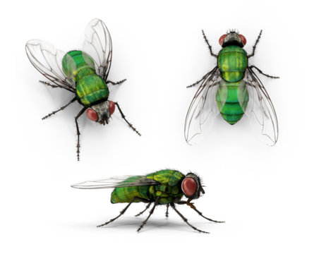 green bottle fly on transparent background