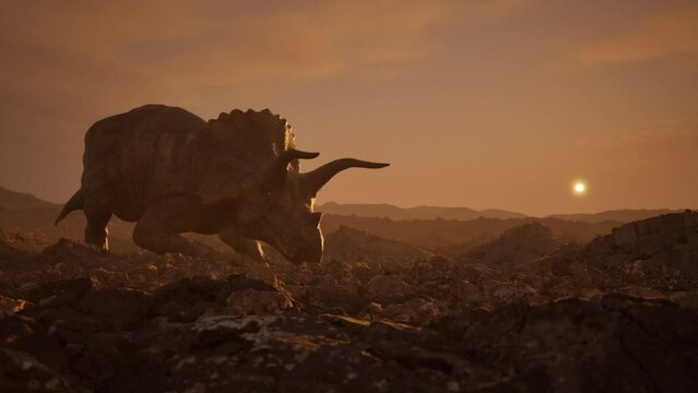 Cinematic Animation Of A Triceratops Dinosaur, Standing On Rocky Ground 