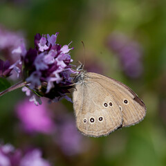 Origanum vulgare flower with insect pollinator  -  many spicies of  butterfly.