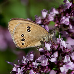 Origanum vulgare flower with insect pollinator  -  many spicies of  butterfly.