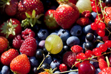 Garden berries -  strawberry, raspberry, blueberry, backcurrant, alpine strawberry and gooseberries collected from the food forest. - obrazy, fototapety, plakaty
