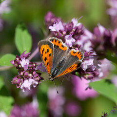 Origanum vulgare flower with insect pollinator  -  many spicies of  butterfly.