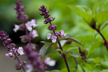  Cinnamon basil is a type of sweet  Thai basil - Ocimum basilicum 'Cinnamon' . Used as a rare herb  -  Mexican spice basil.