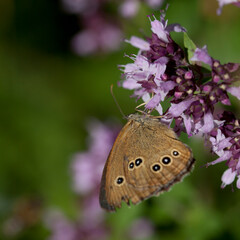 Origanum vulgare flower with insect pollinator  -  many spicies of  butterfly.