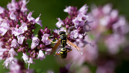 Origanum vulgare flower with insect pollinator wasp - Polistes dominula.
