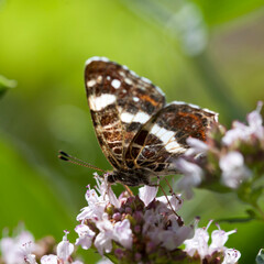 Fototapeta premium Origanum vulgare flower with insect pollinator - many spicies of butterfly.
