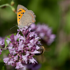Obraz premium Origanum vulgare flower with insect pollinator - many spicies of butterfly.