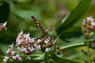 Origanum vulgare flower with insect pollinator  -  many spicies of  butterfly.