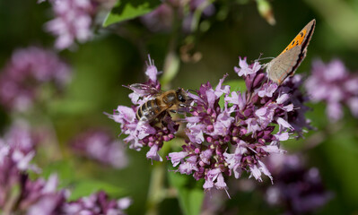 Origanum vulgare flower with insect pollinator  -  many spicies of  butterfly.