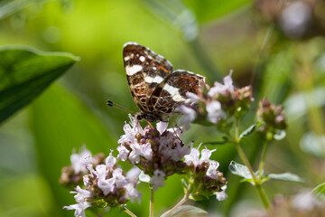 Origanum vulgare flower with insect pollinator  -  many spicies of  butterfly.