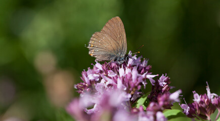 Origanum vulgare flower with insect pollinator  -  many spicies of  butterfly.