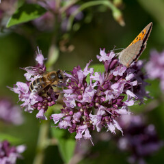 Origanum vulgare flower with insect pollinator  -  many spicies of  butterfly.