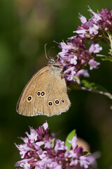 Origanum vulgare flower with insect pollinator  -  many spicies of  butterfly.