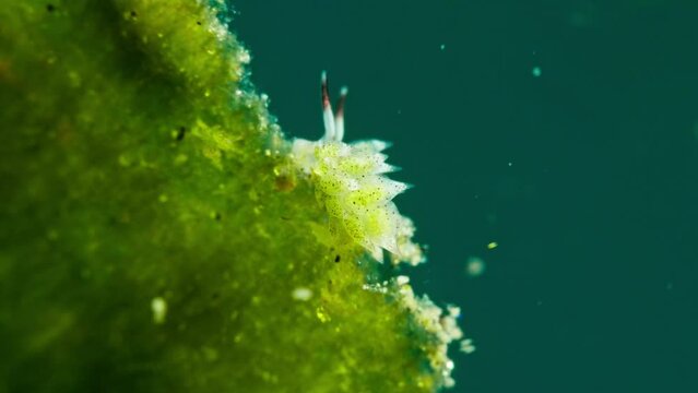 4k shaun the sheep perched sideways on a leaf