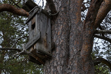 Old wooden birdhouse on a pine tree at Kaamanen, Finland, Europe
