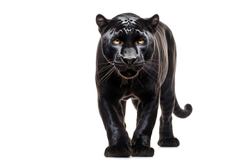 Fototapeta premium Tiger, isolated on white background. Tiger is staring at prey.
