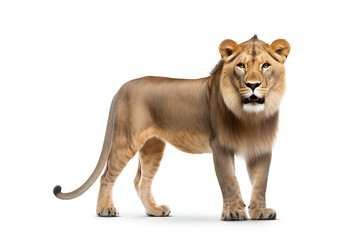 Fototapeta premium Male and female lions Isolated on a white background