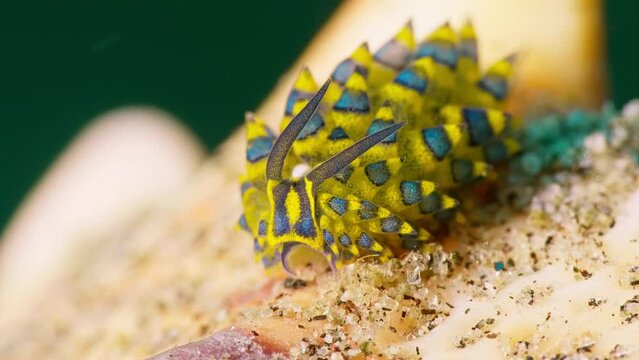 4k blue shaun the sheep nudibranch (Costasiella) purchased on a rock in current