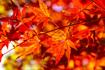 六甲山の紅葉狩り