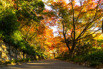 紅葉に染まる六甲山