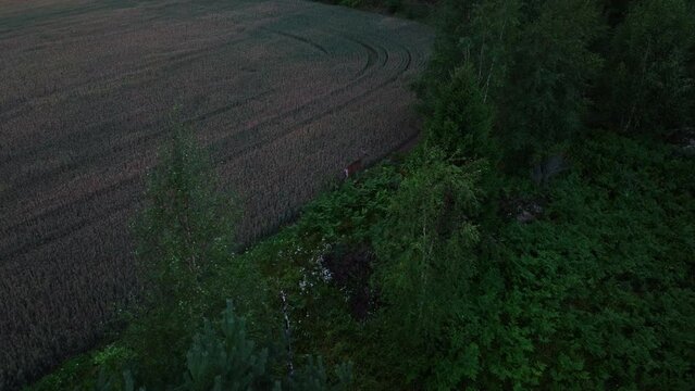 Aerial view following deer walking on the line between forest and farmlands