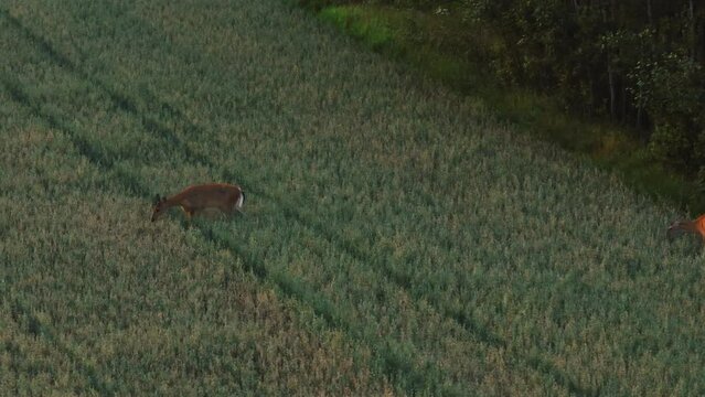Telephoto drone shot of white-tailed deers walking on fields, during sunset