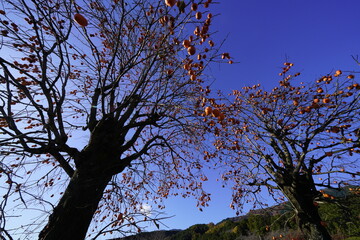 青空に映える柿の実