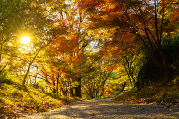 Obraz premium 紅葉に染まる六甲山