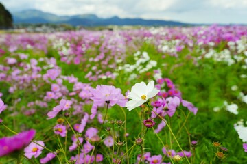 Fototapeta premium 長崎県のコスモス畑