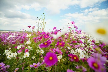 Naklejka premium 長崎県のコスモス畑