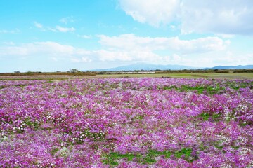 Fototapeta premium 雲仙・普賢岳を背景にした長崎県のコスモス畑