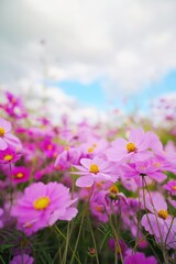 長崎県のコスモス畑